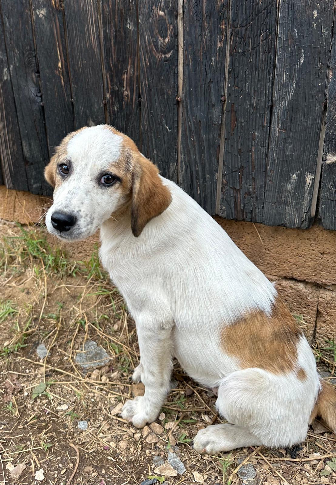 Lilly Zorro Dogsavior Aug25 6