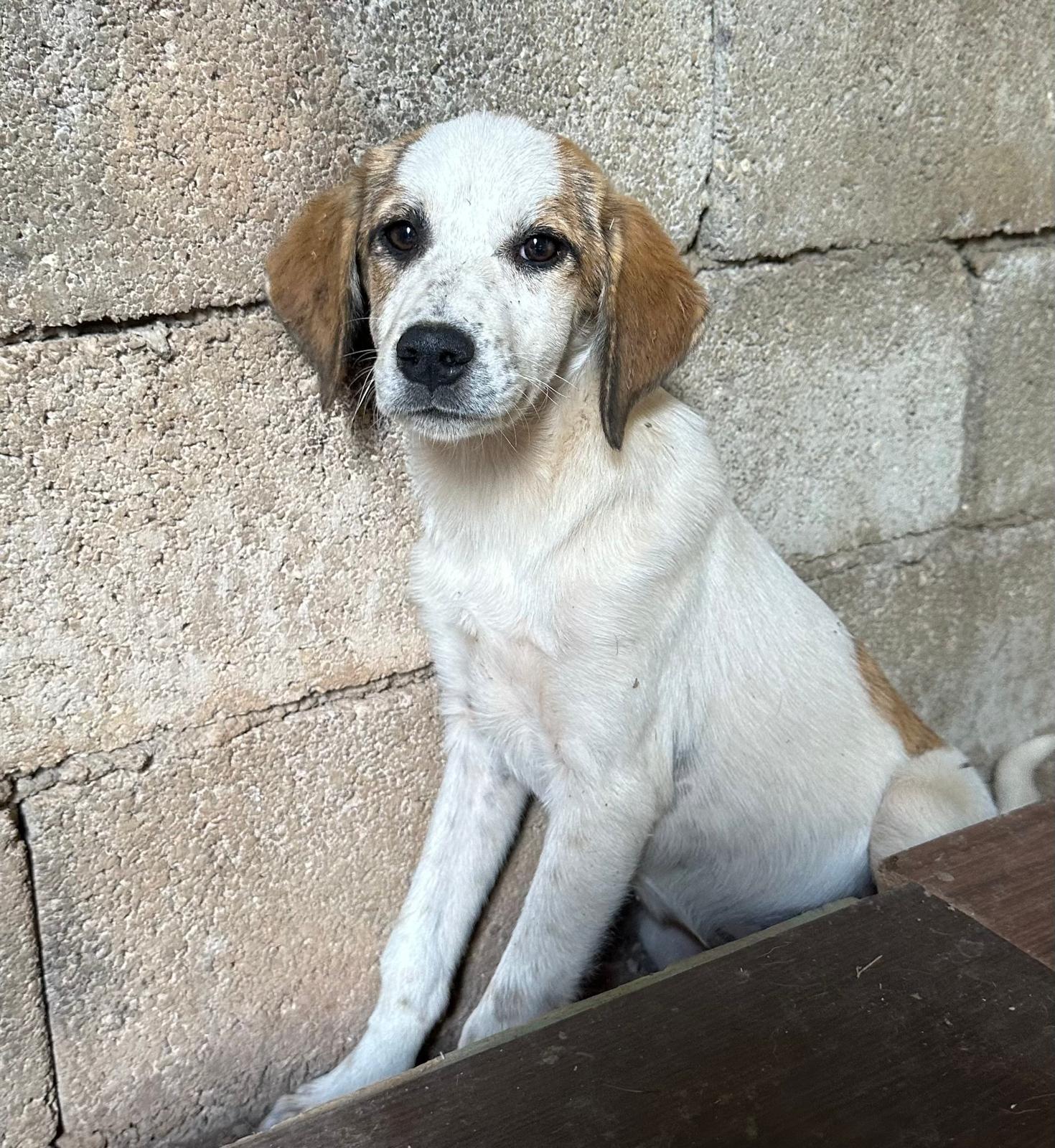 Lilly Zorro Dogsavior Aug25 7