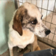 Lilly Zorro Dogsavior Aug25 Beitragsbild