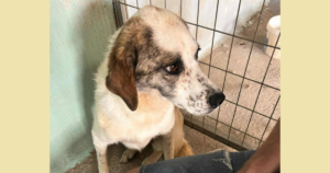 Lilly Zorro Dogsavior Aug25 Social Media