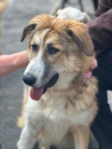 Lucky Zorro Dogsavior Aug25 1