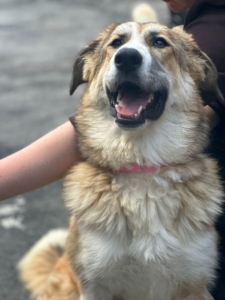 Lucky Zorro Dogsavior Aug25 2