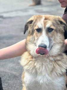 Lucky Zorro Dogsavior Aug25 3