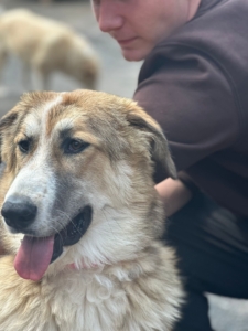 Lucky Zorro Dogsavior Aug25 4