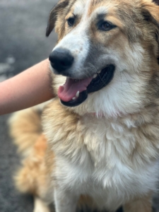 Lucky Zorro Dogsavior Aug25 5