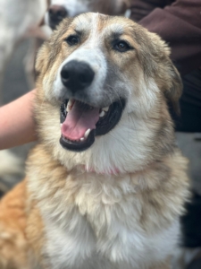 Lucky Zorro Dogsavior Aug25 6