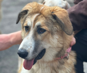 Lucky Zorro Dogsavior Aug25 Beitragsbild