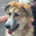 Lucky Zorro Dogsavior Aug25 Beitragsbild