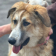 Lucky Zorro Dogsavior Aug25 Beitragsbild