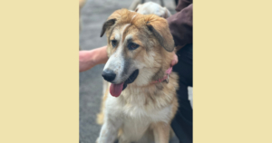 Lucky Zorro Dogsavior Aug25 SocialMedia