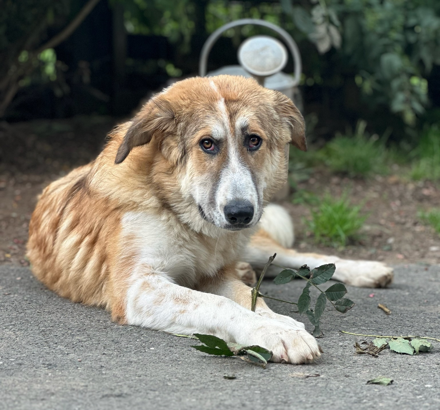 Lucky Zorro Dogsavior Jul25 1