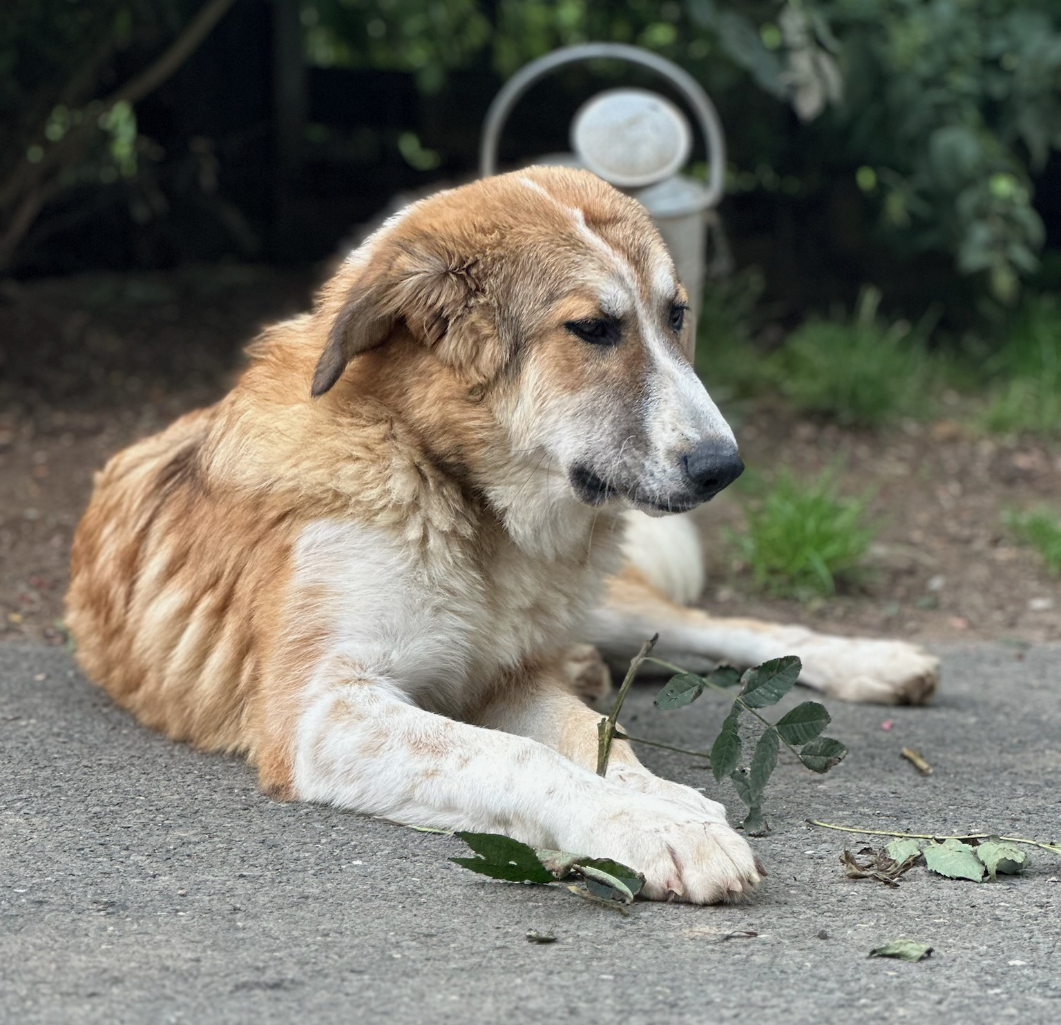 Lucky Zorro Dogsavior Jul25 2