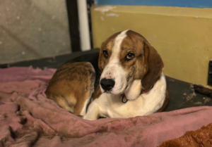 Mr. Bea Zorro Dogsavior Dez25 1