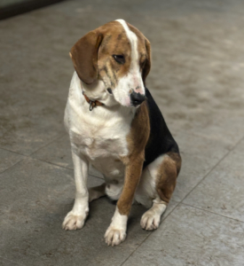 Mr. Bea Zorro Dogsavior Dez25 2