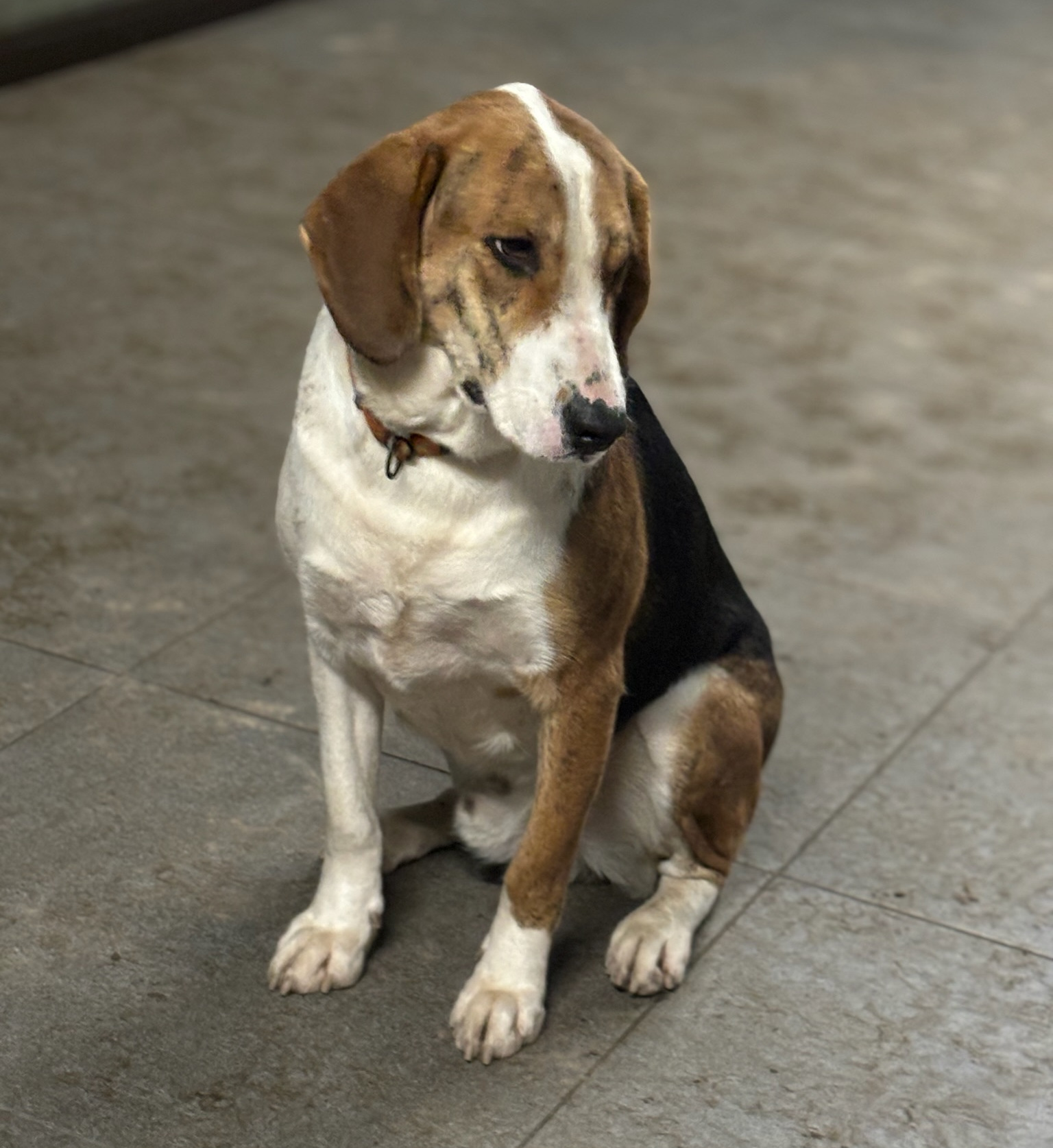 Mr. Bea Zorro Dogsavior Dez25 2