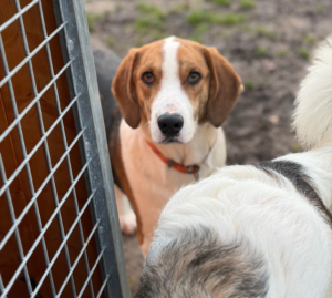 Mr. Bea Zorro Dogsavior Dez25 3