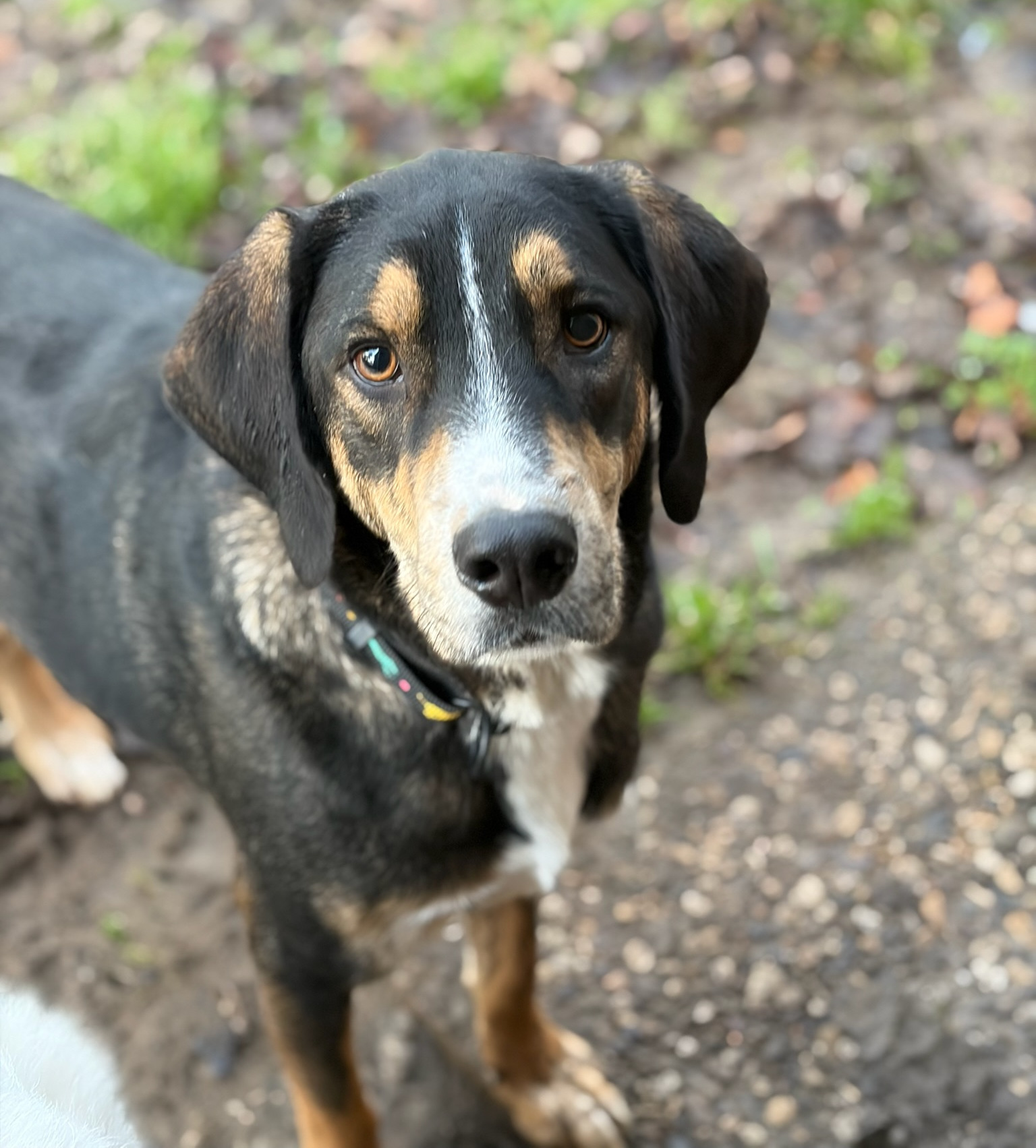 Mr. Wang Zorro Dogsavior Dez25 1