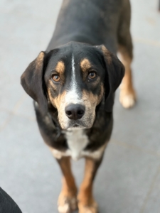 Mr. Wang Zorro Dogsavior Dez25 2