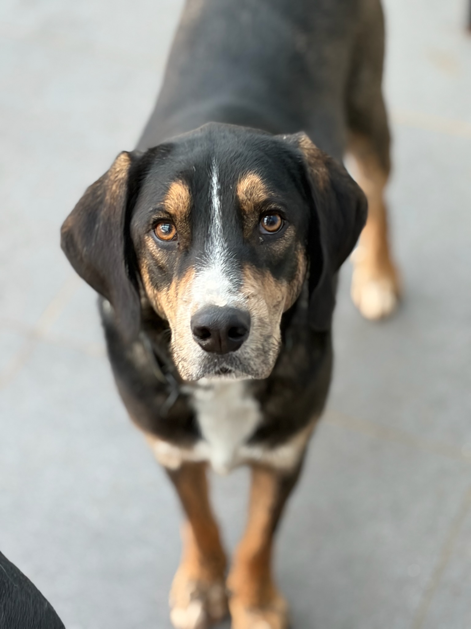 Mr. Wang Zorro Dogsavior Dez25 2