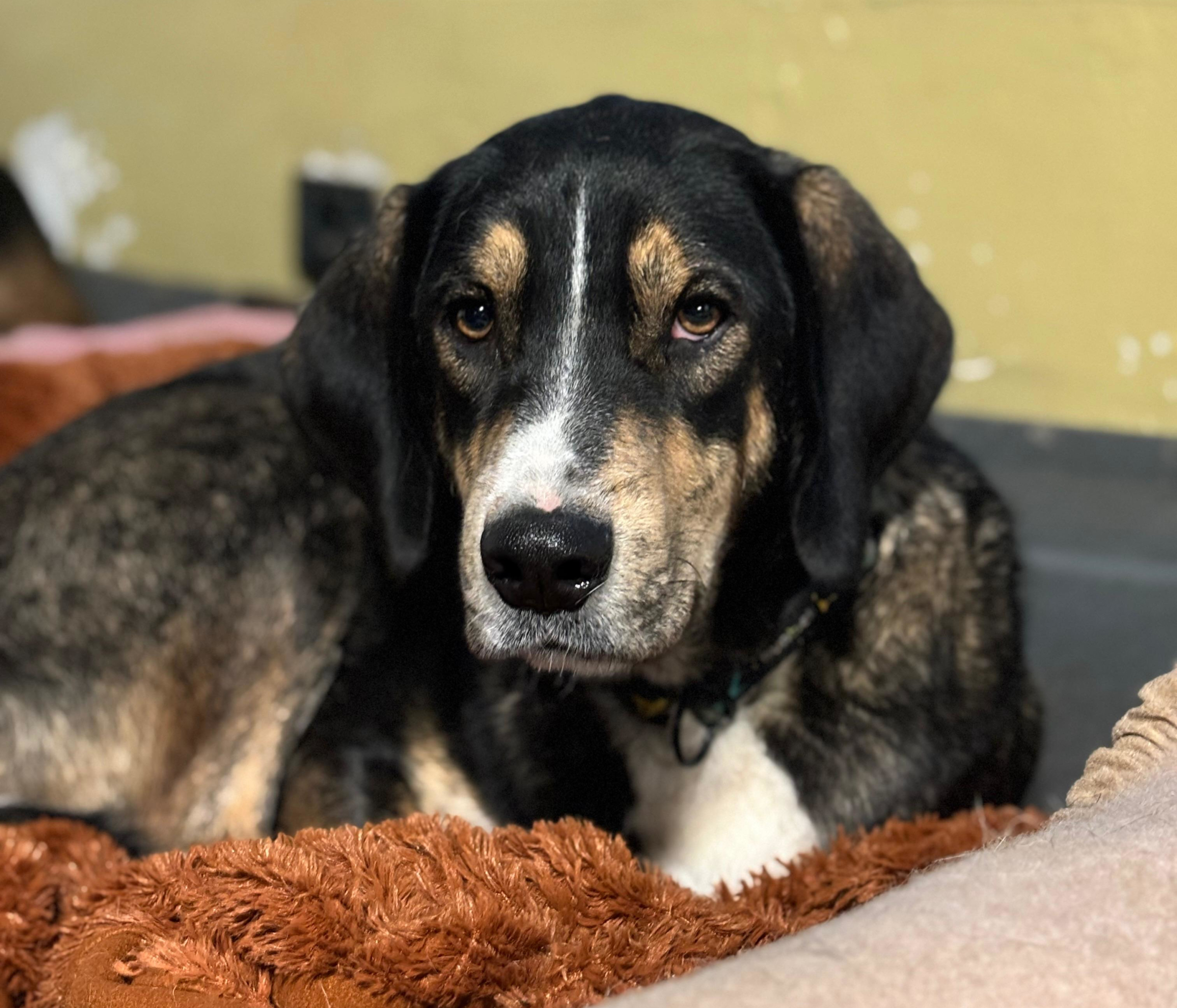 Mr. Wang Zorro Dogsavior Dez25 3