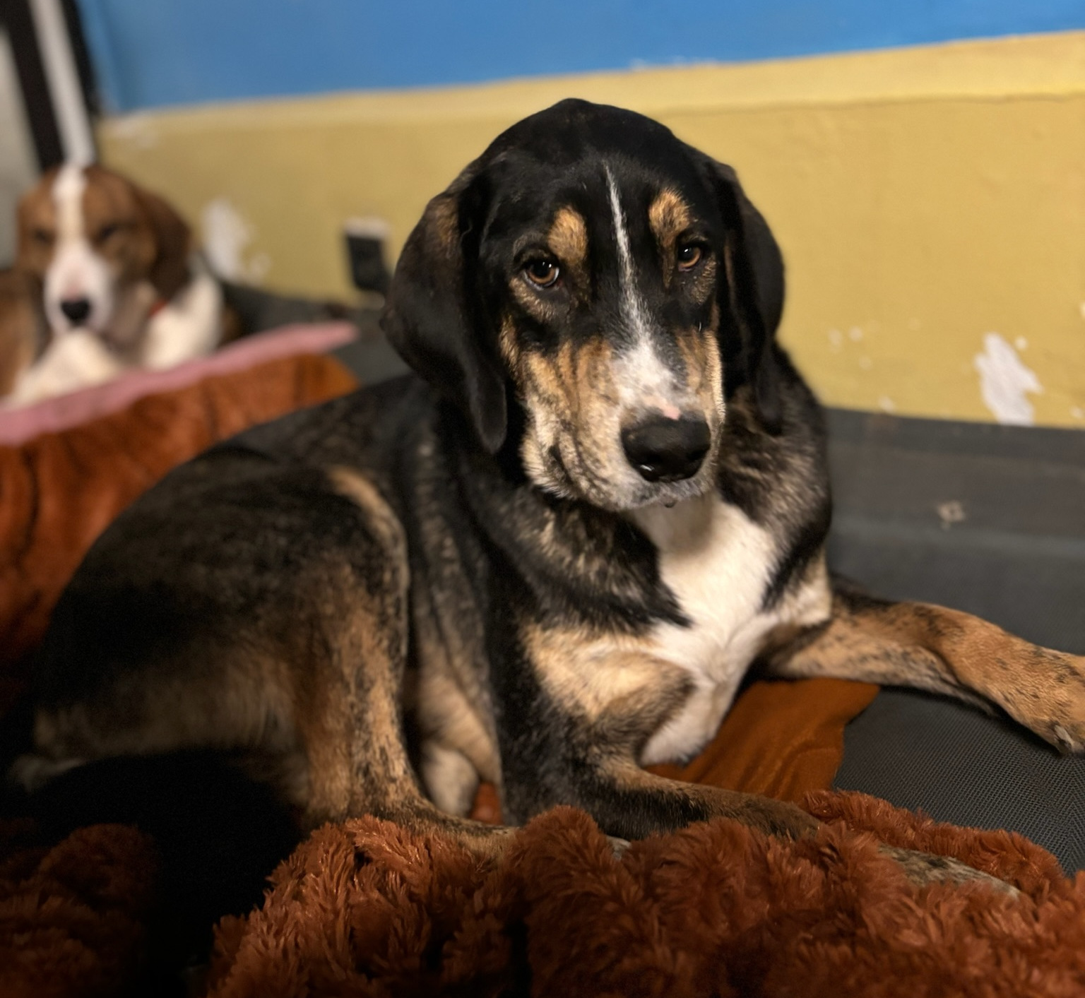 Mr. Wang Zorro Dogsavior Dez25 4