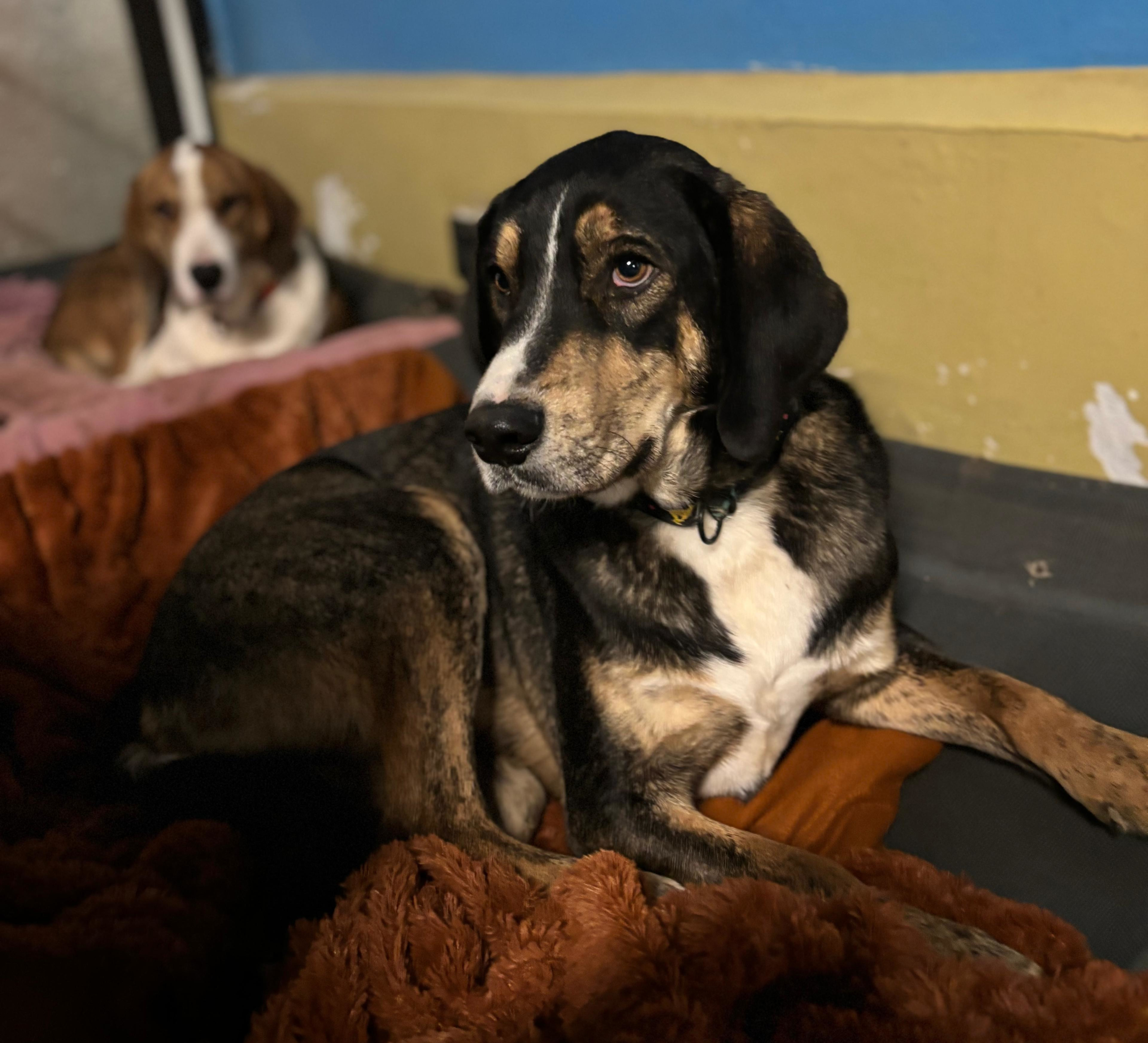 Mr. Wang Zorro Dogsavior Dez25 5