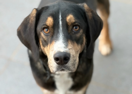 Mr. Wang Zorro Dogsavior Dez25 Beitragsbild