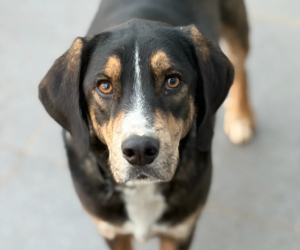 Mr. Wang Zorro Dogsavior Dez25 Beitragsbild