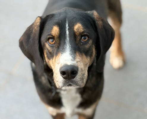 Mr. Wang Zorro Dogsavior Dez25 Beitragsbild