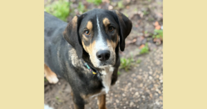 Mr. Wang Zorro Dogsavior Dez25 Social Media