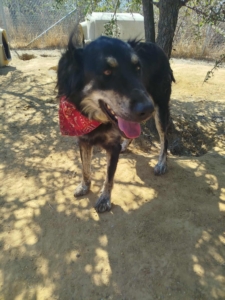 Oktoavia Zorro Dogsavior Okt25 1