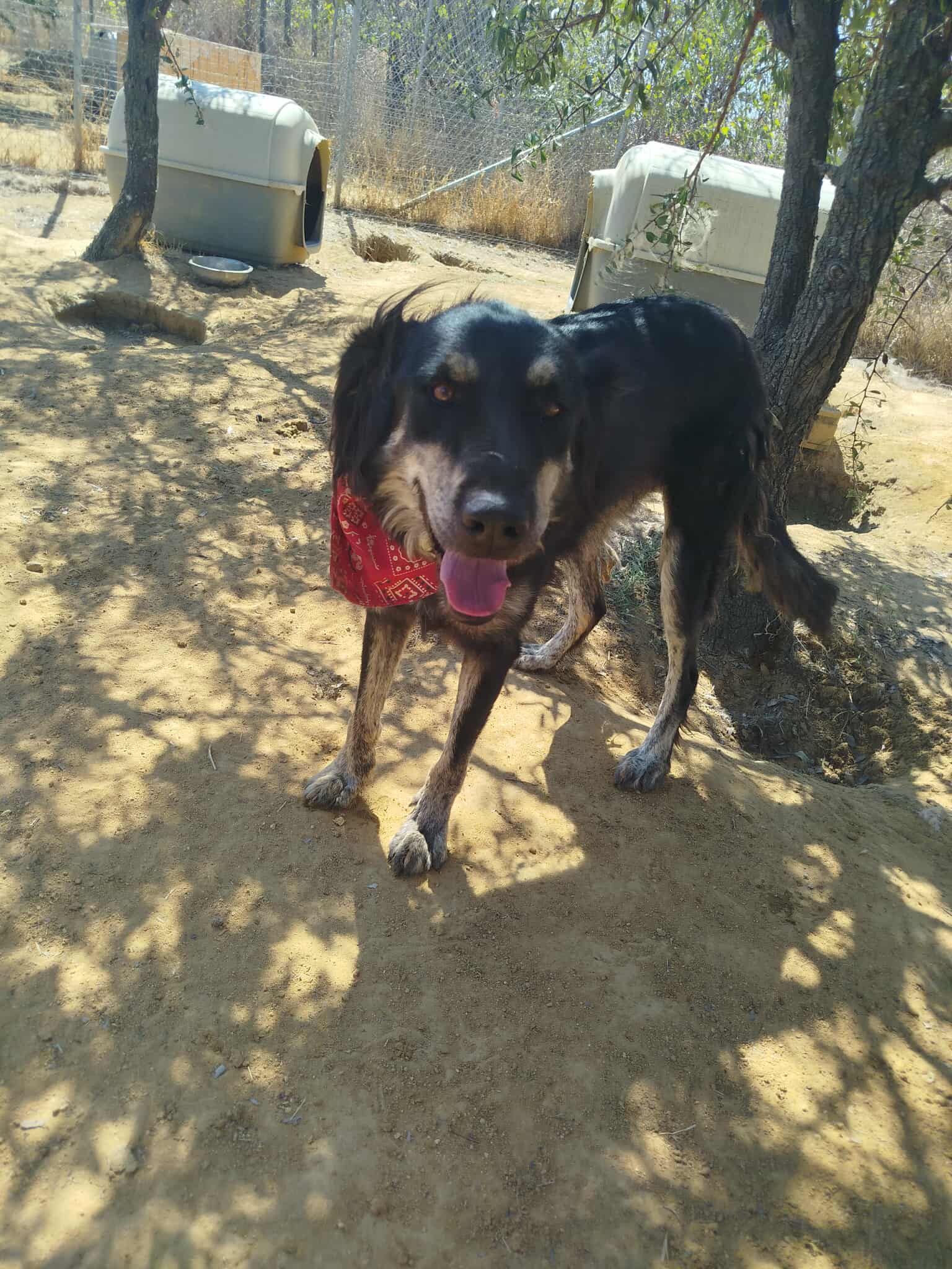 Oktoavia Zorro Dogsavior Okt25 2