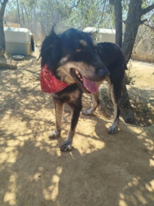 Oktoavia Zorro Dogsavior Okt25 3