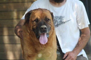 Oliver Zorro Dogsavior Aug25 1