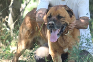 Oliver Zorro Dogsavior Aug25 2