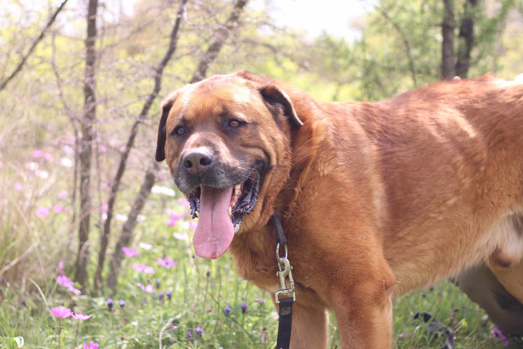 Oliver Zorro Dogsavior Aug25 5