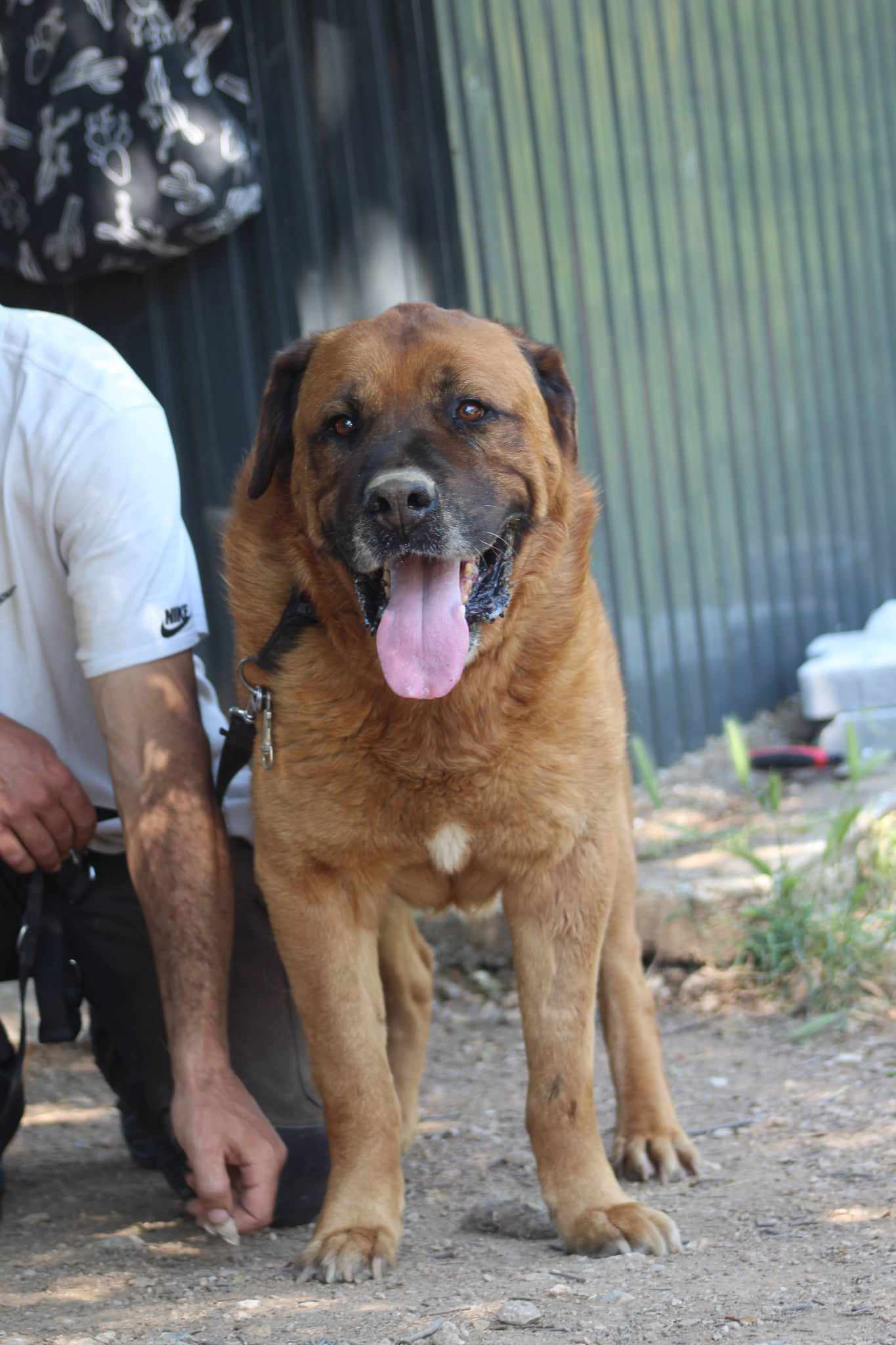 Oliver Zorro Dogsavior Aug25 6