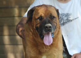 Oliver Zorro Dogsavior Aug25 Beitragsbild