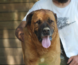 Oliver Zorro Dogsavior Aug25 Beitragsbild
