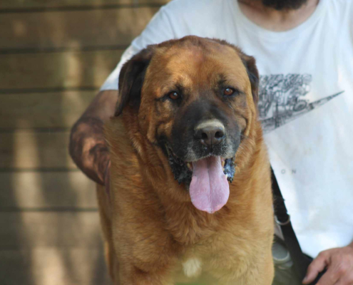 Oliver Zorro Dogsavior Aug25 Beitragsbild