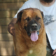 Oliver Zorro Dogsavior Aug25 Beitragsbild