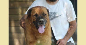 Oliver Zorro Dogsavior Aug25 SocialMedia