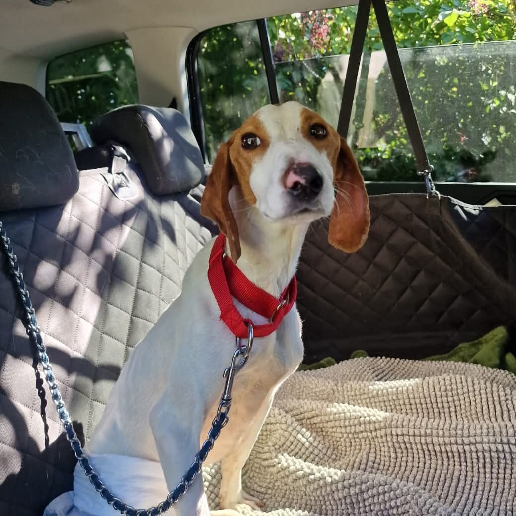 Ramon Zorro Dogsavior Aug25 1