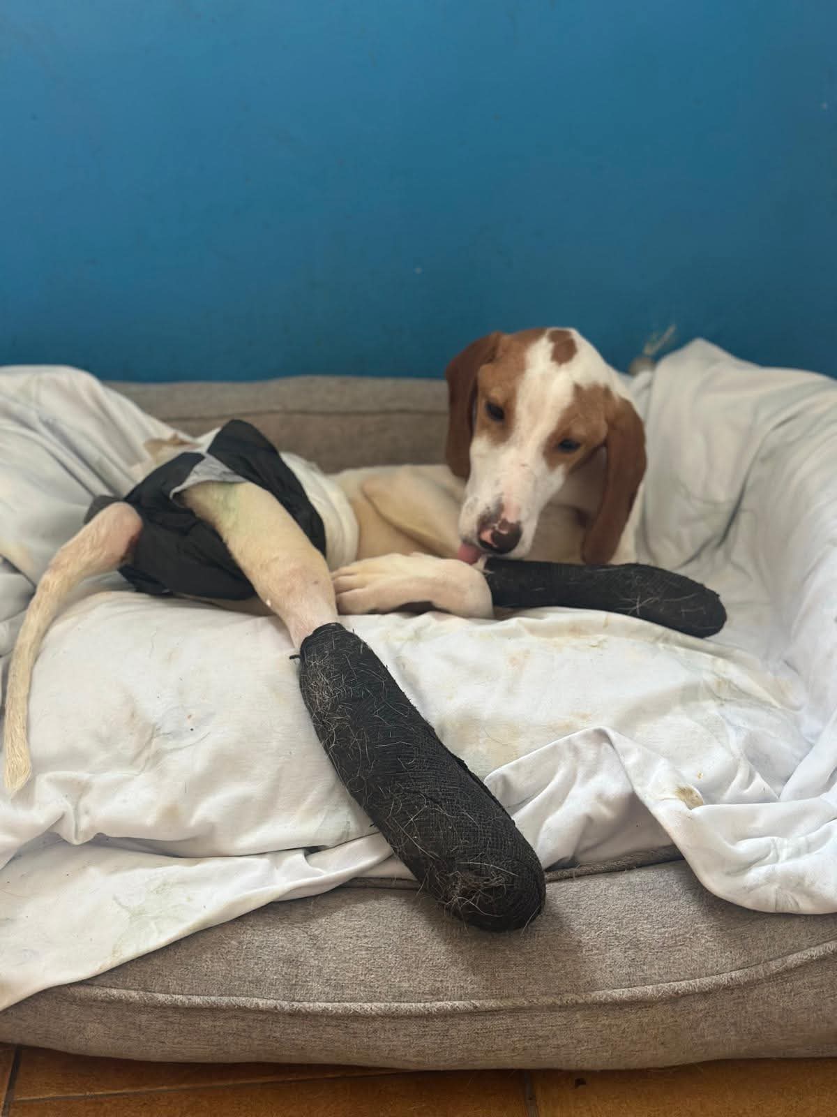 Ramon Zorro Dogsavior Aug25 2