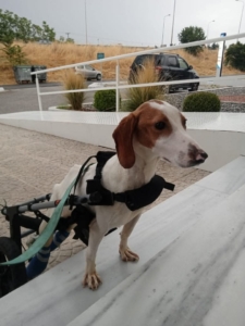 Ramon Zorro Dogsavior Aug25 3