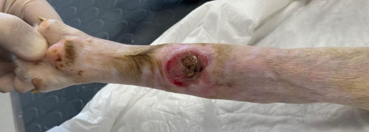 Ramon Zorro Dogsavior Aug25 4