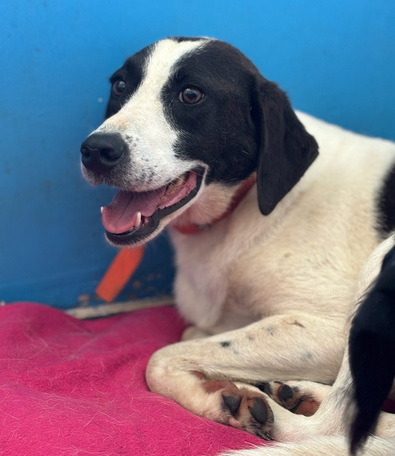 Saya Zorro Dogsavior Sep25 1