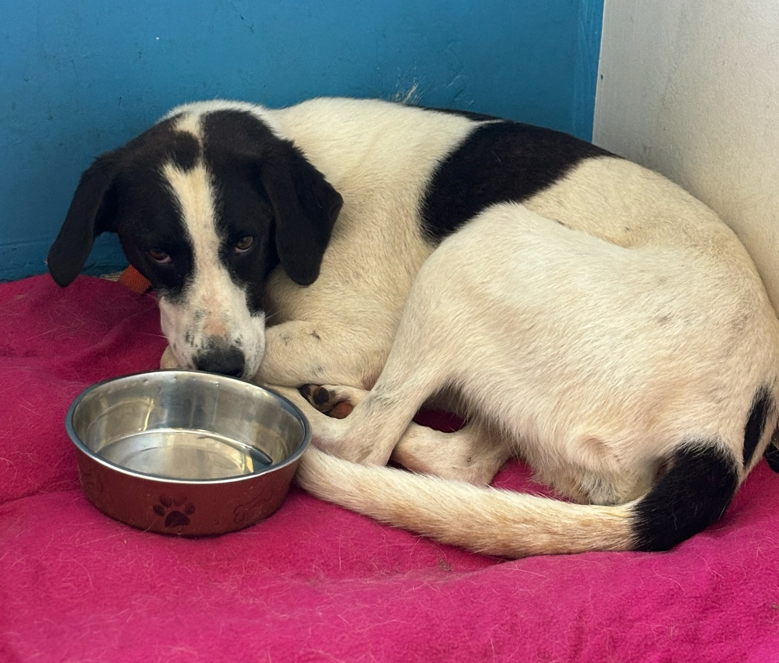 Saya Zorro Dogsavior Sep25 2