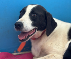 Saya Zorro Dogsavior Sep25 Beitragsbild