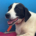 Saya Zorro Dogsavior Sep25 Beitragsbild